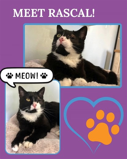 Rascal is a sweet and resilient 4-year-old girl with a heart full of love and a personality that shines. She came to us as a stray, and it was clear she had been through a tough time—her eye was severely swollen and causing her a lot of discomfort. After surgery to remove the eye, Rascal finally felt relief, and that’s when her true self emerged! Since her recovery, Rascal has blossomed into the most affectionate companion. She loves to crawl into your lap and soak up every bit of attention you’