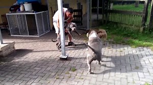 2M views · 28K reactions | My xxl pitbulls all playing together no fight. | Pitbull World | Facebook