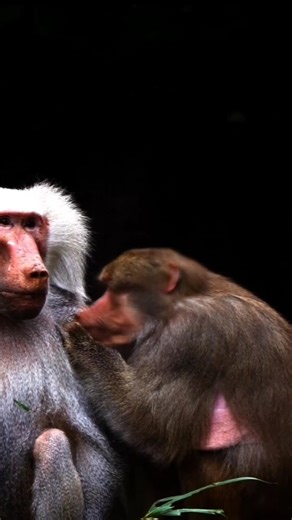 A Mother's Bond: Monkeys Playing in the MoonlightWild Affection: A Night with the Playful Troop.