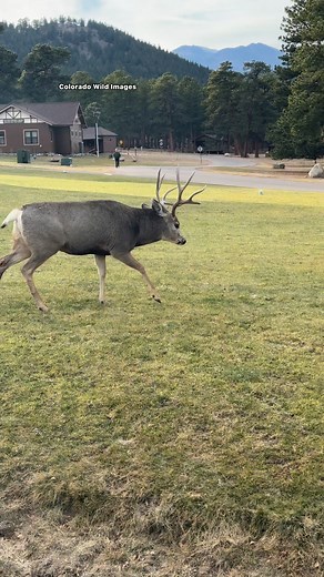 The warning sound a buck makes during the rut is called a snort wheeze, a sharp snort followed by a raspy wheeze used to challenge rivals and show dominance. Turn up your volume to hear this buck make the sound! #fypシ #fbreelsfypシ゚ #reelsfacebook #reelschallenge #fyp #reels #wildanimals #buckscounty #deerseason #deer | Colorado Wild Images