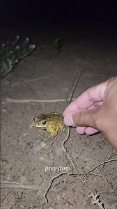 Boing catch frogs funny | froggy catch funny wep wep | funny froggy #shorts