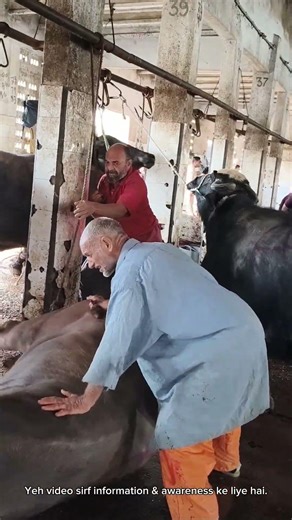 Weak Dil Walay Door Rahain 😨 | Slaughter House Ki Sakht Reality