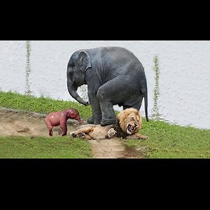 981K views · 304 shares | Animals Fight Powerful Lion vs bull Elephant Crocodile vs Elephant Lion attacks Lion lucky Escape | Animal Star | Facebook