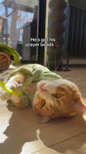 Funny Cat Moments for Cat Lovers