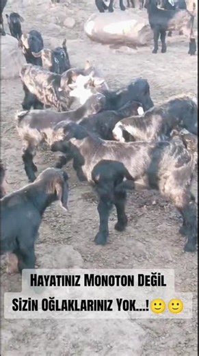 Your life isn't monotonous, you just don't have goats... 🙂 #farming #farm #goat #kid #animals