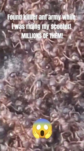 the ant army keeps getting bigger!! #ants #antarmy