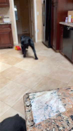 2.4K views · 136 reactions | Valerie doesn’t have a care in the world during this Eclipse going on in New York! So I’d thought I would share it paired with this annoying song 藍 . . #skylinegiantschnauzer #giantschnauzer #pets #dogvideo #totaleclipse2024 #eclipse | Skyline Giant Schnauzers | Facebook