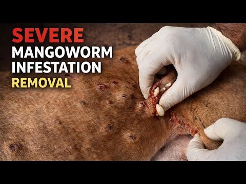 Severe Mangoworm Infestation in Adult Dog | Same Home Visit Case