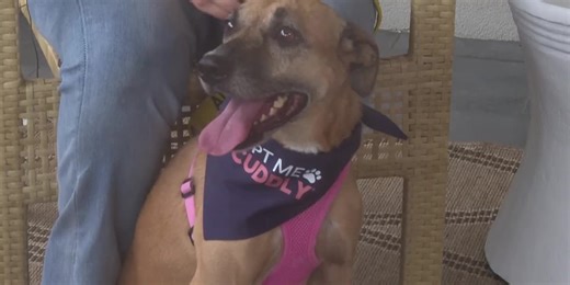Pet of the Week: Foxy