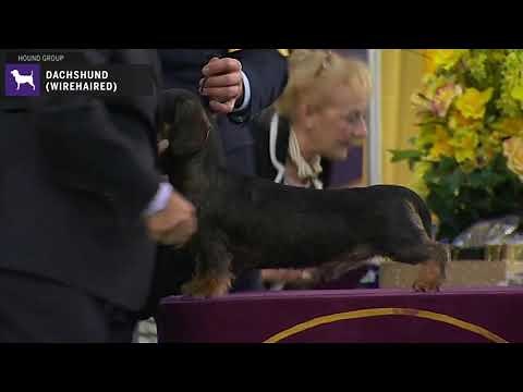 Dachshunds Wirehaired | Breed Judging 2020