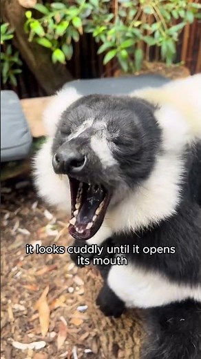 The Screaming Teddy Bear of Madagascar 🐒🔊 #wildlife #facts #animals