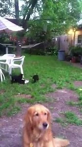 2.5K views · 79 reactions | These puppies are now available for foster to adopt! They are with foster mom who has the mommy who is a golden retriever! For more info please send email to puppylover31@att.net | Laredo Animal Protective Society (LAPS) | Facebook