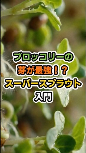 ブロッコリーの芽が最強！？スーパースプラウト入門 #スルフォラファン #ミロシナーゼ #抗酸化