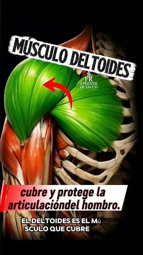 deltoid muscle #health #easyanatomy #anatomy #muscle #deltoid