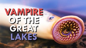 Vampire of the Waters: How Lampreys Spread Across North America
