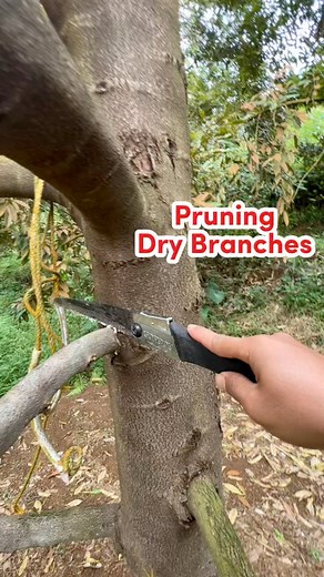 Pruning Dry Branches #Pruning #prunning #PruningTips #pruningtime #viralreels | Yudi UP