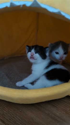 Jim & Pam continue to put in their hours at the office working towards retirement in a new home. They are growing nicely and looking great. Marble is still quite overprotective, but soon they'll be to large for her to corral. #theoffice #fosterkittens #vokra #kittenroom #kittenfarmer #catdaddy | Michael Sheldrake