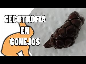 Cecotrofia en conejos