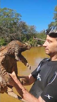 Mississippi Alligator Snapping Turtle! #turtle #wildlife #animals
