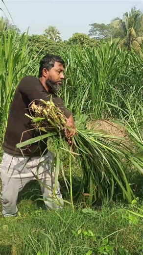 নতুনরা খামার শুরু করার আগে যে কথাটি মনে রাখবেন #cow #farming #গরুর_ফার্ম