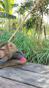 Best Video Of Monkey SokYaa, To To And Family Are Amazing #Reels #reelsfypシ #Dog #reelschallenge #sokyya #ImageSEOTrends #FunnySokYaa #IQ #viral #MeganFox #kyliejenner #trending #viral #reels #game #sports #quiz #quizinstagram | Monkey Anita