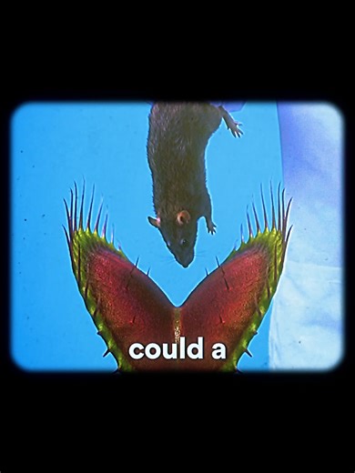 Explore the Carnivorous Pitcher Plant's Deadly Diet