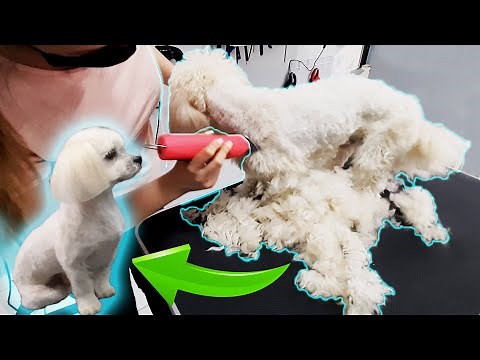 TRANSFORMATION from matted to cute (mixed shih-tzu / bichon) GROOMING at dog salon