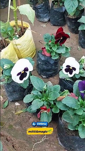 Day 62 | Nursery Flowering Plant Haul 🌸 | New Plants Added to My Indoor Garden!" #gardenslabs