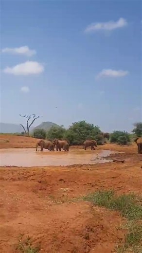 Did you know Tsavo’s elephants are naturally red? 🐘🔥 They dust-bathe in the park’s rich red soil, turning these gentle giants into one of Africa’s most iconic sights. Raw. Wild. Unforgettable. This is Tsavo, where nature paints its own masterpieces. 👉 Ready to witness this in real life? Book your 2026 safari with Bison Safaris and experience Kenya the wild way. #RedElephants #Tsavo #KenyaSafari #AfricanWildlife #BisonSafaris | Bison Safaris