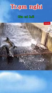 1.6M views · 3.6K reactions | Tr,ạm ngh,ỉ của c,á h,ồi | World Channel Television | Facebook