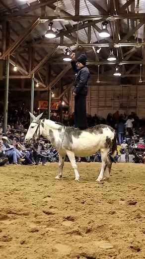Join us at Dixie Horse Auction! March 22-23 2024 Iredell County Fairgrounds, Troutman NC | Dixie Horse Auction
