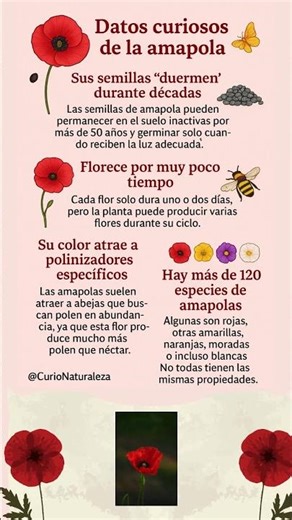 Curiosidades de la Amapola #datoscuriosos #amapolas #curionaturaleza #plantas