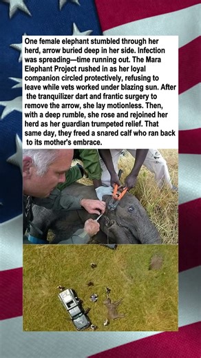 Elephant Surgery With Loyal Guardian