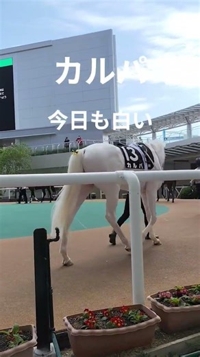 カルパ、安定の白さ。吹田特別。2026.04.18 #horse #競馬 #白毛#ブチコ