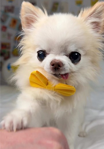 Senior Chihuahua Shows Off Dance Moves with Bow Tie