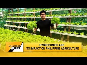 Hydroponics: A Sustainable Farming Solution for the Philippines | Weather HQ