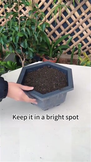 Cut succulents #plant #indoorplants #cutting #gardening101 #succulents | Gardeningideas