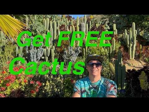 Where to get Free Cactus