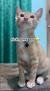 Letting ya’ll nickname Him! The best one will be pinned!👌😂 #shortvideo #viral #shorts