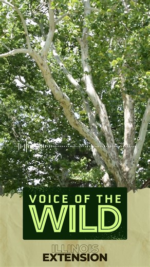 Wildlife is all around us. Join Voice of the Wild every Friday to explore a new wild song. From time to time, we’ll also do a deep dive into wildlife science, news, and natural history. Listen at extension.illinois.edu/podcasts/voice-wild Subscribe for email updates at go.illinois.edu/SubscribeVoiceofWild. | University of Illinois Extension
