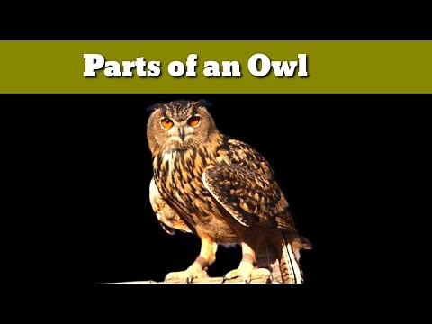 Parts of an Owl | owl parts | owl body part names | owl