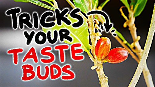 Miracle berries turn sour foods sweet? Taste test & science explained!