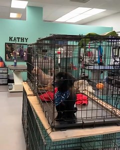 2.1K views · 126 reactions | What it’s like picking up 7 dachshunds from the groomer 藍 when’s our president safely makes it home with all of her crew she will do the $10 Tuesday drawing tonight so you have until around 6 o’clock tonight to enter! #Dachshund #daretorescue #doxie #rescue #adoptdontshop #wienerdog #dachshundsofinstagram #doxiesofinstagram #doxielove | Dachshund Adoption Rescue and Education (DARE) | Facebook