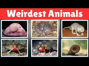 42 Weirdest Animals You Probably Never Knew Existed! 🐙 | Nature’s Strangest Creatures