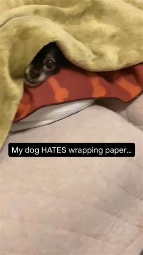 Pubity on Instagram: "🎄🐶📦😂🇺🇸 **Dog Under Blanket Attacks the Gift Wrapper** – A chihuahua tucked snugly under a blanket made it very clear that holiday preparations were not on its agenda. The moment a Christmas wrapping paper tube came out, the tiny dog launched into full attack mode, snapping and pouncing from beneath the blanket like a festive little gremlin. Its dramatic reaction to the innocent cardboard tube had everyone laughing. Some pets love the holidays, but this chihuahua has d
