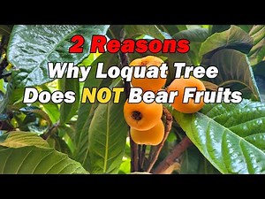 2 Reasons Why Your Loquat Tree Does NOT Bear Fruits | Wrong Location | Biennial (Alternate) Bearing