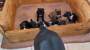 After lunch! Howling and playing!🐾🐾🐾🐾🐾 | Big Dawg Plantation Boxers