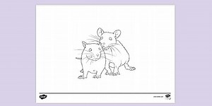 Rats Colouring Sheet