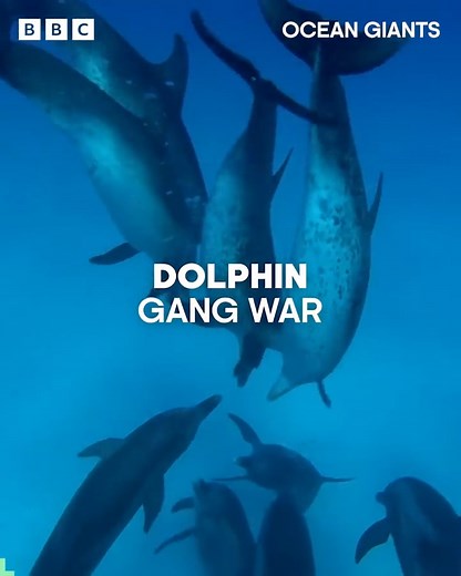 317K views · 1.1K reactions | Male dolphin gangs intimidate each other through synchronised clicks and jaw-clapping in an attempt to impress a female  | BBC Earth | Facebook