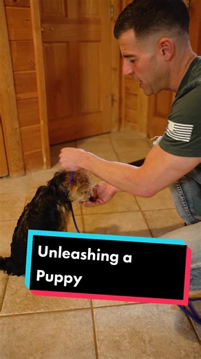 This is a follow-up to my last video on how to leash a puppy that was also with Phoebe, a member of our Puppy Enrichment Program, which is 2-4 week stay at the Maddie Ranch that focuses on socialization, exposure and training all based on Dog Psychology to help raise an amazing puppy! There are not many programs out there where your dog lives with a group of balanced dogs under the supervision of trainers on an 8-acre ranch in nature. The results have been tremendous because we have all day to w